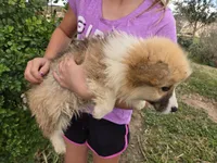 AKC Twix's Girl 1, a female Pembroke Welsh Corgi for sale in Casa Grande, AZ – Photo 7 of 10