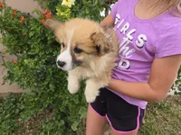 AKC Twix's Girl 1, a female Pembroke Welsh Corgi for sale in Casa Grande, AZ – Photo 6 of 10