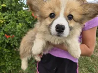 AKC Twix's Girl 1, a female Pembroke Welsh Corgi for sale in Casa Grande, AZ – Photo 2 of 10