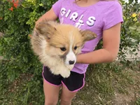AKC Twix's Girl 1, a female Pembroke Welsh Corgi for sale in Casa Grande, AZ – Photo 5 of 10