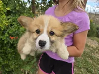 AKC Twix's Girl 1, a female Pembroke Welsh Corgi for sale in Casa Grande, AZ – Photo 1 of 10