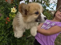 AKC Twix's Girl 1, a female Pembroke Welsh Corgi for sale in Casa Grande, AZ – Photo 8 of 10