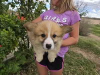 AKC Twix's Girl 1, a female Pembroke Welsh Corgi for sale in Casa Grande, AZ – Photo 3 of 10