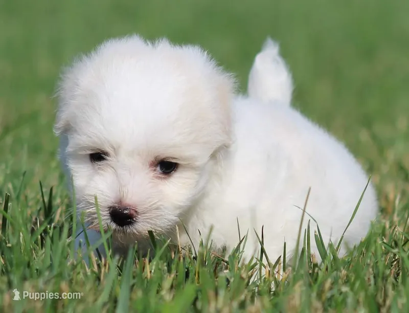 AKC White Female – Havanese puppy for sale in Casa Grande, AZ