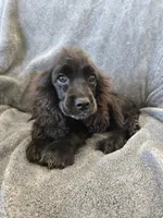 AKC Dora's Black Boy, Text 520-254-7407 , a male Cocker Spaniel for sale in Casa Grande, AZ – 6 of 10