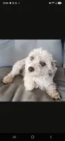 AKC Skye's Boy 3, TEXT 520-254-7407 , a male Havanese for sale in Casa Grande, AZ – 9 of 10