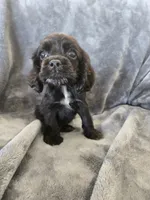 AKC Dora's Black Boy, Text 520-254-7407 , a male Cocker Spaniel for sale in Casa Grande, AZ – 7 of 10