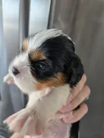 AKC Female - TEXT 520-254-7407 , a female Cavalier King Charles Spaniel for sale in Casa Grande, AZ – 4 of 9