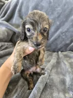 AKC Brindle Male 2, TEXT 520-254-7407, a male Dachshund for sale in Casa Grande, AZ – 2 of 7