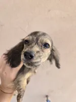 AKC Star's Brindle Female, TEXT 520-254-7407, a female Dachshund for sale in Casa Grande, AZ – 2 of 8