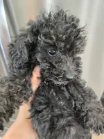 AKC Black Female, a female Poodle - Miniature  for sale in Casa Grande, AZ – 5 of 8