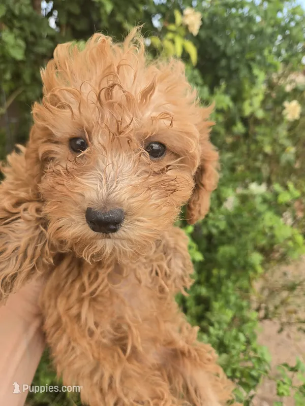 AKC Red Girl – Poodle - Miniature  puppy for sale in Casa Grande, AZ