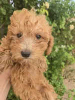 AKC Red Girl, a female Poodle - Miniature  for sale in Casa Grande, AZ – 1 of 9