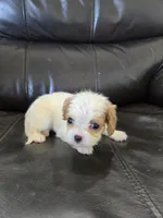 AKC Female, a female Cavalier King Charles Spaniel for sale in Casa Grande, AZ – 4 of 9