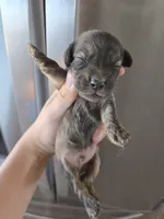 AKC Male, a male Dachshund for sale in Casa Grande, AZ – 4 of 8