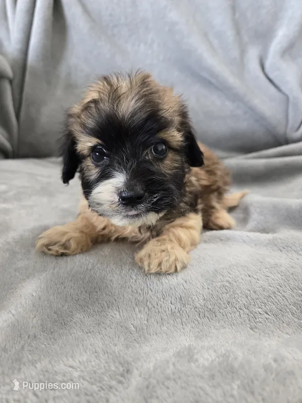 AKC Skye's Boy 3, TEXT 520-254-7407  – Havanese puppy for sale in Casa Grande, AZ