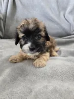 AKC Skye's Boy 3, TEXT 520-254-7407 , a male Havanese for sale in Casa Grande, AZ – 1 of 10