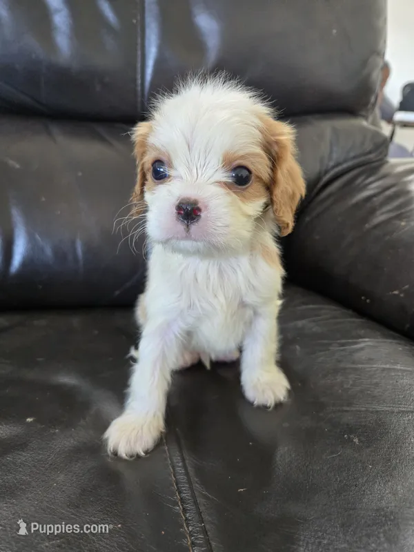 AKC Male – Cavalier King Charles Spaniel puppy for sale in Casa Grande, AZ