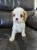 AKC Male, a male Cavalier King Charles Spaniel for sale in Casa Grande, AZ – 1 of 10
