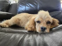 AKC Katelyn's Darker Buff Girl, a female Cocker Spaniel for sale in Casa Grande, AZ – 9 of 10