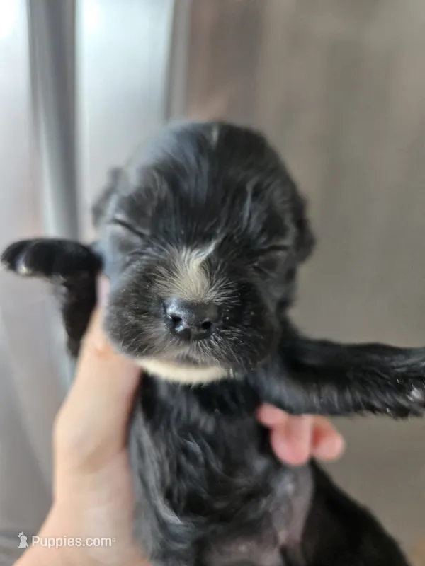 AKC Dora's Black Girl – Cocker Spaniel puppy for sale in Casa Grande, AZ