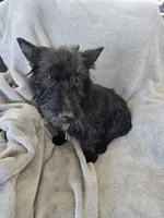 Full AKC Black Shine, a female Scottish Terrier for sale in Casa Grande, AZ – Photo 10 of 10
