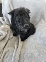 Full AKC Black Shine, a female Scottish Terrier for sale in Casa Grande, AZ – Photo 3 of 10