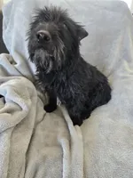 Full AKC Black Shine, a female Scottish Terrier for sale in Casa Grande, AZ – Photo 5 of 10