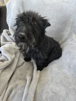 Full AKC Black Shine, a female Scottish Terrier for sale in Casa Grande, AZ – Photo 6 of 10
