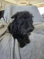 Full AKC Black Shine, a female Scottish Terrier for sale in Casa Grande, AZ – Photo 2 of 10