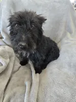 Full AKC Black Shine, a female Scottish Terrier for sale in Casa Grande, AZ – Photo 4 of 10