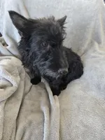 Full AKC Black Shine, a female Scottish Terrier for sale in Casa Grande, AZ – Photo 9 of 10