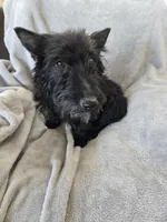 Full AKC Black Shine, a female Scottish Terrier for sale in Casa Grande, AZ – Photo 7 of 10