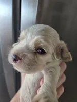 AKC Dora's Buff Girl, a female Cocker Spaniel for sale in Casa Grande, AZ – 8 of 10