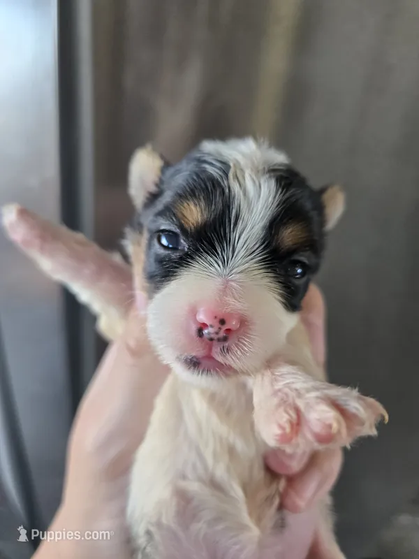 AKC Parti Yorkie Female - TEXT 520-254-7407  – Yorkshire Terrier puppy for sale in Casa Grande, AZ