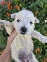 AKC Matcha's Boy, a male West Highland White Terrier for sale in Casa Grande, AZ – 6 of 9