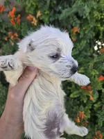 AKC Matcha's Boy, a male West Highland White Terrier for sale in Casa Grande, AZ – 5 of 9