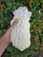AKC Matcha's Boy, a male West Highland White Terrier for sale in Casa Grande, AZ – 2 of 9