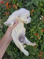 AKC Matcha's Boy, a male West Highland White Terrier for sale in Casa Grande, AZ – 3 of 9