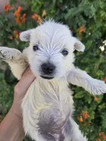AKC Matcha's Boy, a male West Highland White Terrier for sale in Casa Grande, AZ – 8 of 9