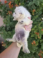 AKC Matcha's Boy, a male West Highland White Terrier for sale in Casa Grande, AZ – 7 of 9