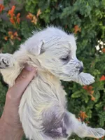 AKC Matcha's Boy, a male West Highland White Terrier for sale in Casa Grande, AZ – 4 of 9