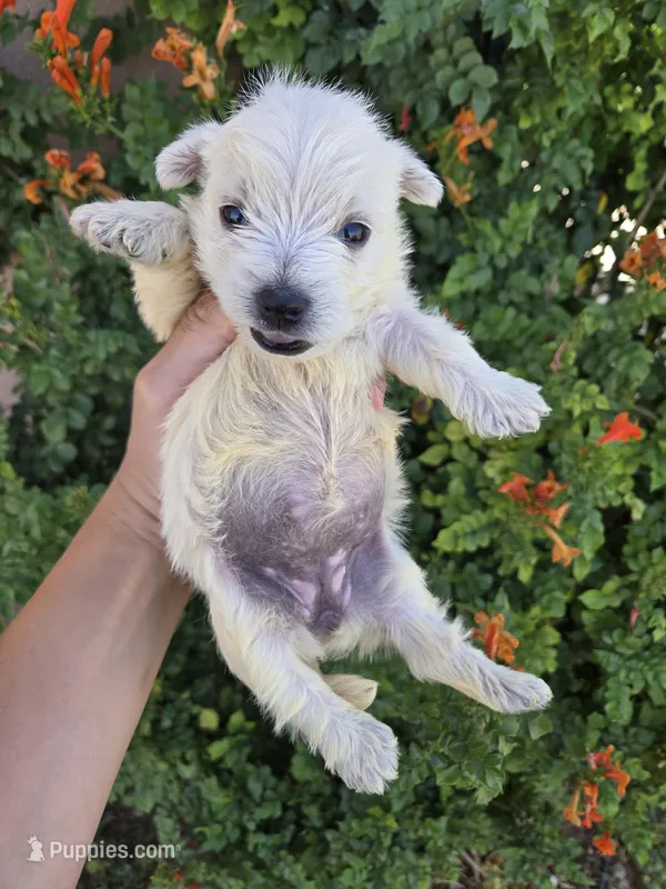 AKC Matcha's Boy – West Highland White Terrier puppy for sale in Casa Grande, AZ
