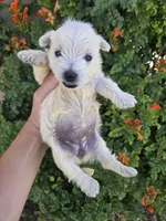 AKC Matcha's Boy, a male West Highland White Terrier for sale in Casa Grande, AZ – 1 of 9