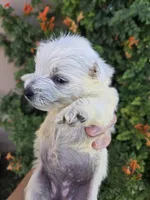 AKC Matcha's Boy, a male West Highland White Terrier for sale in Casa Grande, AZ – 9 of 9