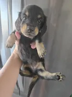 AKC Angel's Black & Tan Female, TEXT 520-254-7407, a female Dachshund for sale in Casa Grande, AZ – 5 of 10
