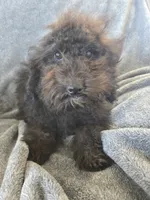AKC Siri's Black Female, TEXT 520-254-7407, a female Poodle - Miniature  for sale in Casa Grande, AZ – 4 of 7