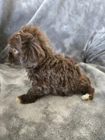 AKC Bisque's Brown Girl, White Paws, TEXT 520-254-7407, a female Havanese for sale in Casa Grande, AZ – 2 of 9