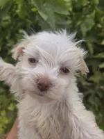 Lucy's Purebred Girl, a male Havanese for sale in Casa Grande, AZ – 2 of 5