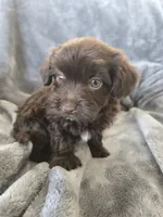 AKC Bisque's Brown Girl, TEXT 520-254-7407, a female Havanese for sale in Casa Grande, AZ – 2 of 10